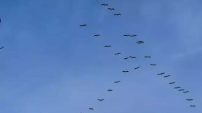 Bursa semalarında görsel şölen