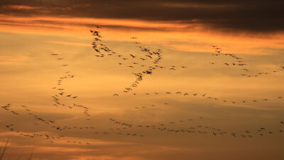 Bursa semalarında görsel şölen