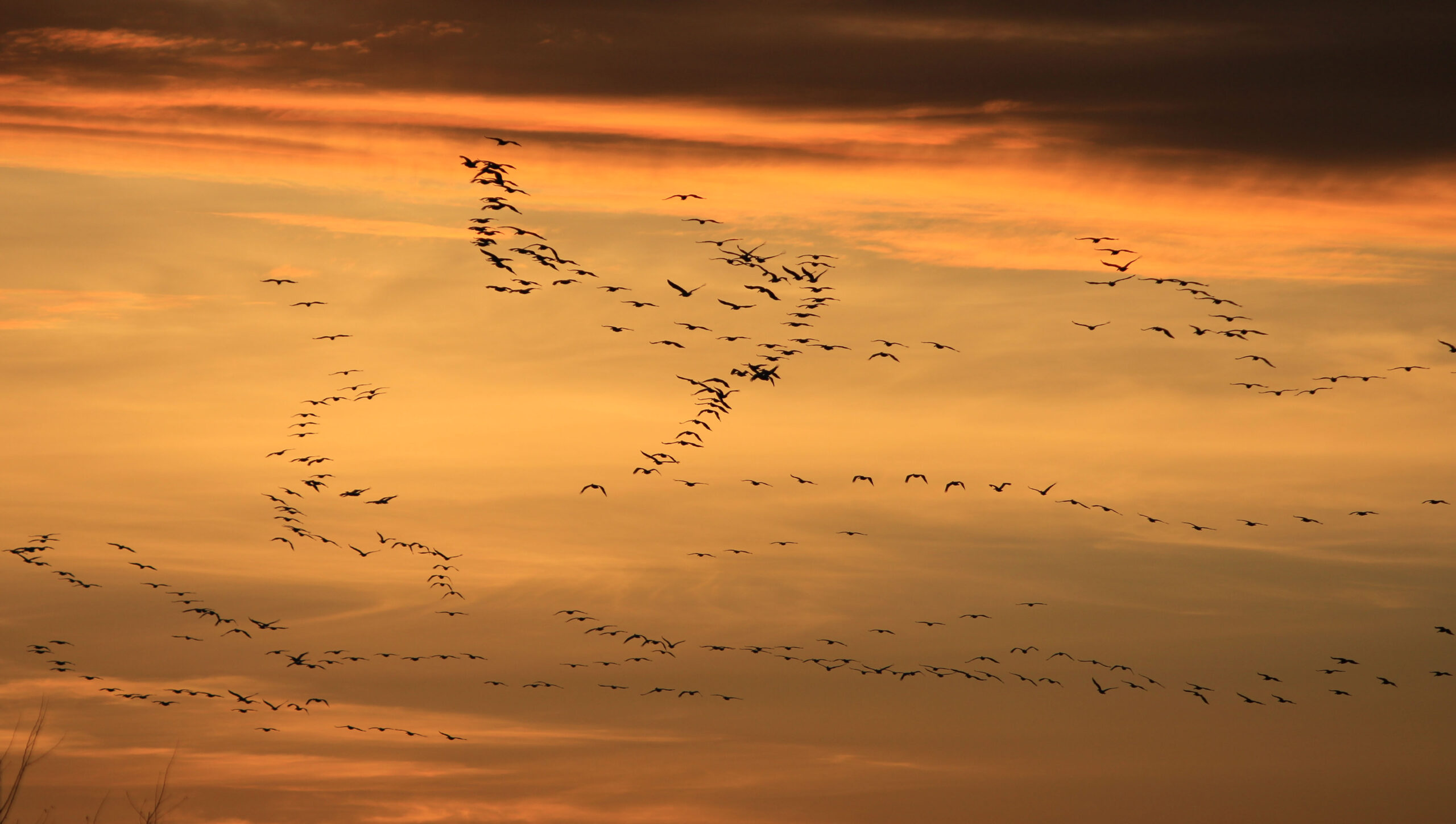 Bursa semalarında görsel şölen