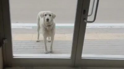 Bursa’da her gün dükkana gelen köpeği besleyen esnaf yüzleri gülümsetti
