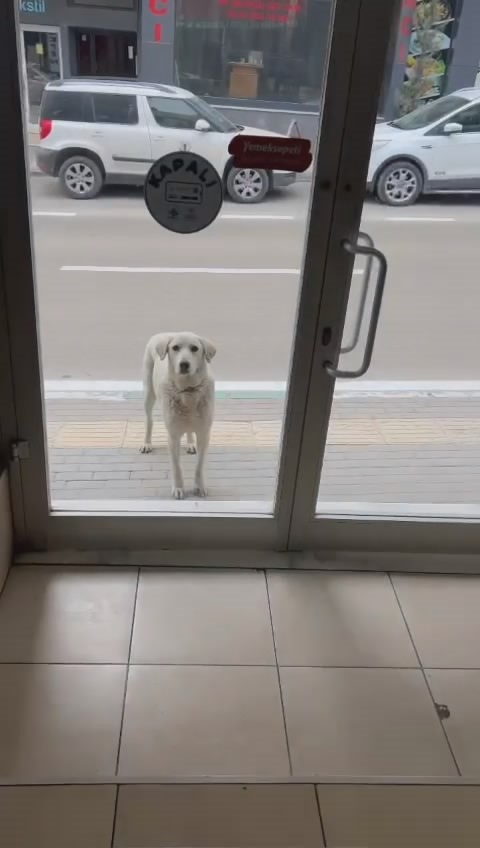 Bursa’da her gün dükkana gelen köpeği besleyen esnaf yüzleri gülümsetti