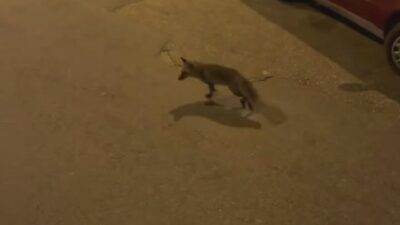 Bursa’da aç kalan tilki, başı boş gezen hindiyi sıkıştırdı