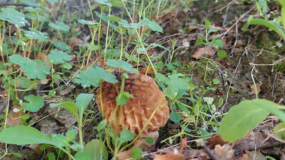 Fiyatının oldukça yüksek! Bu sene bolluk yaşanıyor…