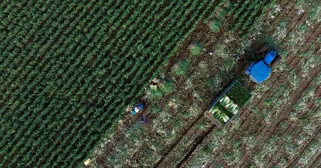 Tarım’da 3 yıl formülü: Eylül ayında başlıyor!