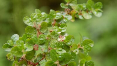 Bakan Yumaklı: Bartın’da 2 yeni bitki türü keşfedildi
