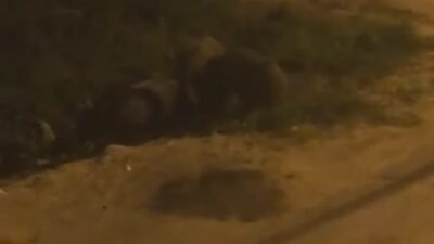 Bursa’da domuz sürüsü şehir merkezine indi