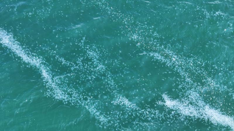 Marmara Denizi’nde denizanası istilası