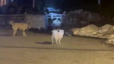 Görüntüler Bursa’dan… Kış uykusundan uyanan ayı…