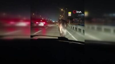 Görüntüler Bursa’dan… Başıboş atlar tehlike saçtı