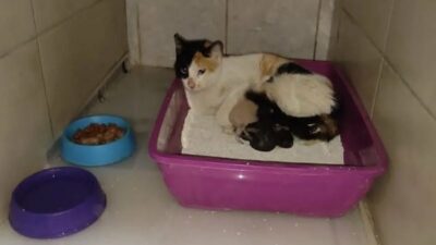 Yer: Bursa… Hastaneye gidip doğum yaptı