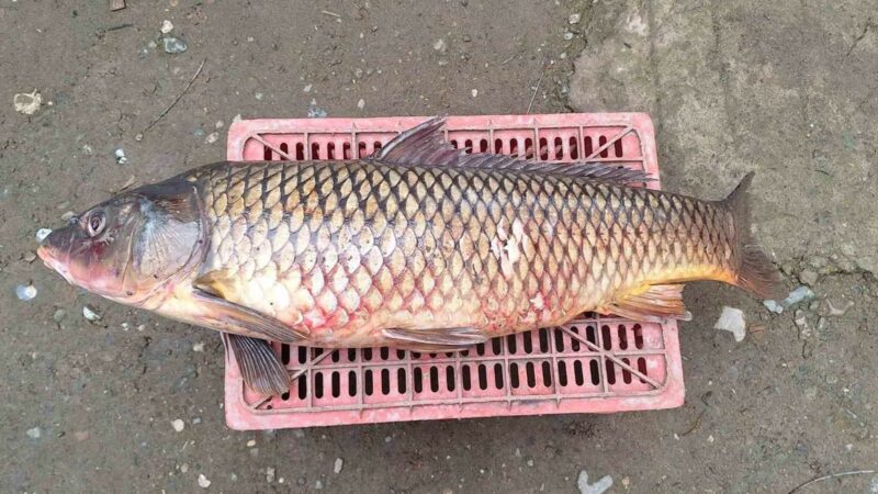 İznik Gölü’nde yakalandı! 25 kilo ağırlığında… İznik’te 10 yılın ardından ilk defa 25 kiloluk sarı sazan