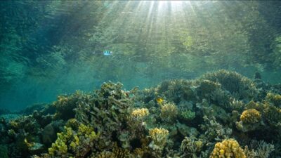 Rekor sıcaklıklar okyanus ekosisteminde değişimlere yol açıyor
