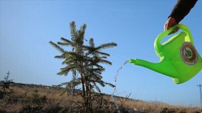 Bursa’da 180 bin fidan dikilecek