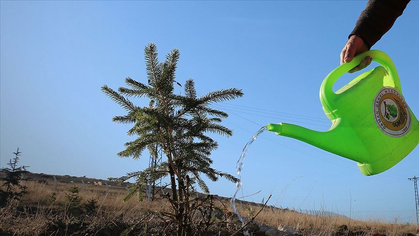 Bursa’da 180 bin fidan dikilecek