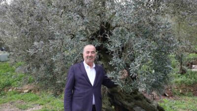 Tirilye zeytini için coğrafi işaret başvurusu