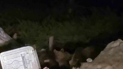 Uludağ’da aç kalan ayılar çöp konteynerlerinde yemek aradı