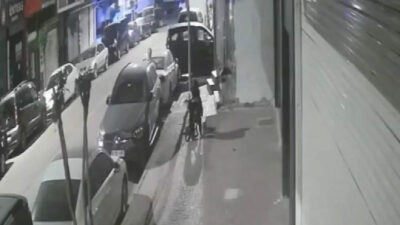 Pitbull dehşeti: Yavrularını emziren kediyi öldürdü