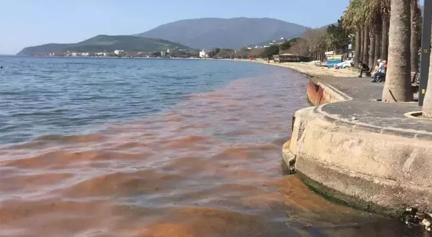 Marmara Denizi alarm veriyor: Müsilaj geri gelecek!