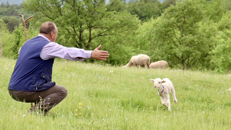 Bursa’dan insanın içini ısıtan görüntüler! Sahibinin peşinden ayrılmıyor