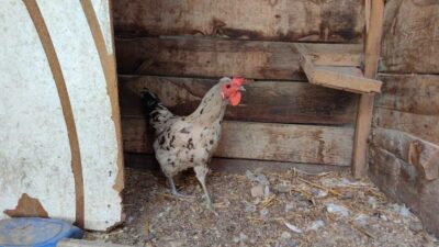 Bursa’da görenleri şaşırtıyor