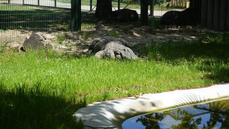 Bursa Hayvanat Bahçesi’nin yeni üyesi Bursaspor’un maskotu oldu