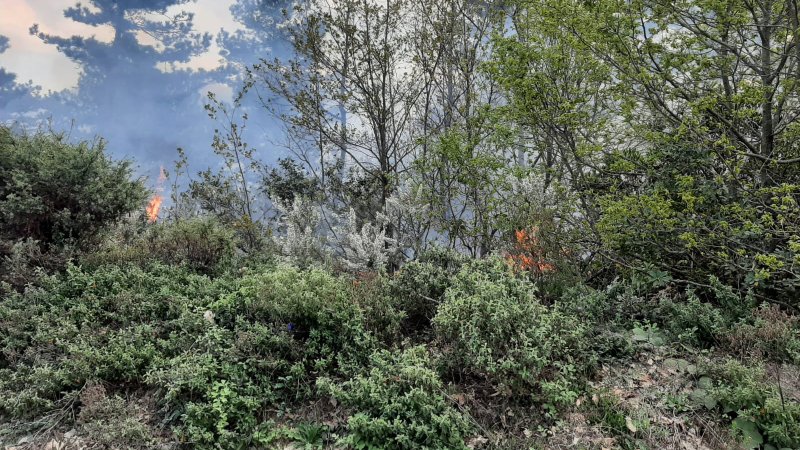 Bursa’da orman yangını! 1 kişi gözaltına alındı