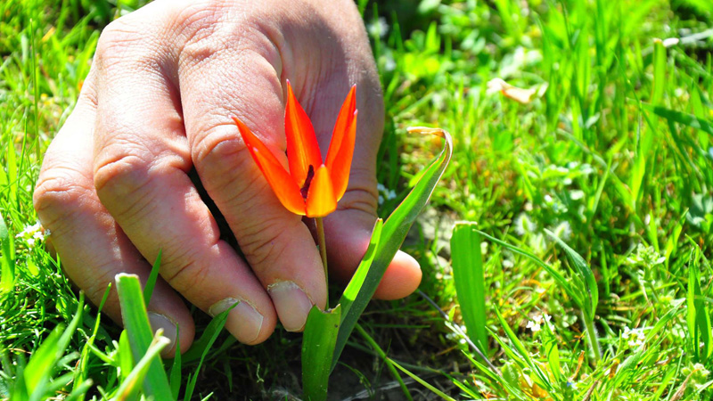 Bu çiçeği koparmanın cezası 387 bin lira