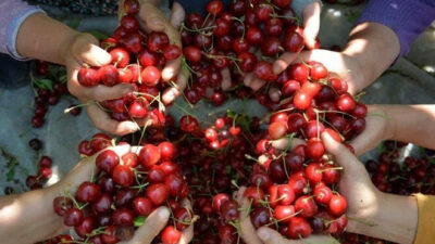 Demirci kirazı coğrafi işaret olarak tescillendi