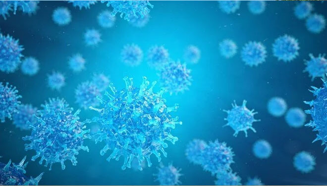 Hong Kong’da ilk kez bir kişide “Monkey B” virüsü tespit edildi