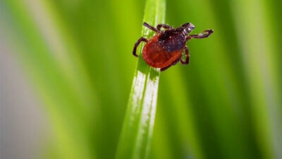 KKKA kaynaklı ölümler bu yıl erken başladı: “Şu anda 80 hasta var”