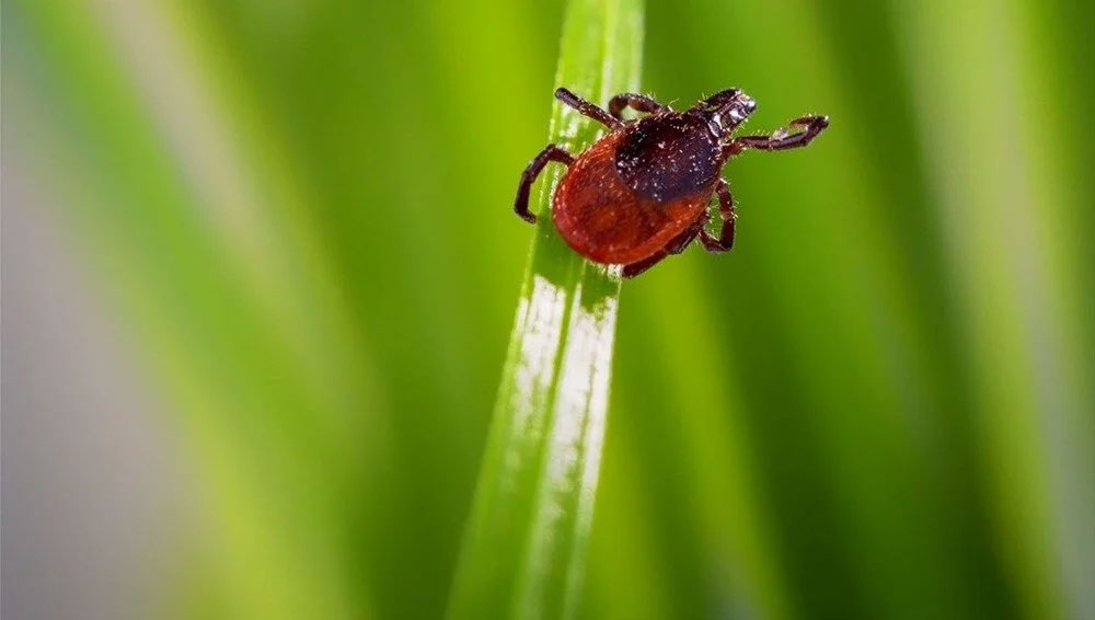 KKKA kaynaklı ölümler bu yıl erken başladı: “Şu anda 80 hasta var”