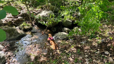 Korhan Berzeg’in ölümü! Büyük sır raporla ortaya çıkacak