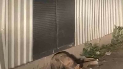 Bursa’da aç kalan tilki ilçe merkezine indi