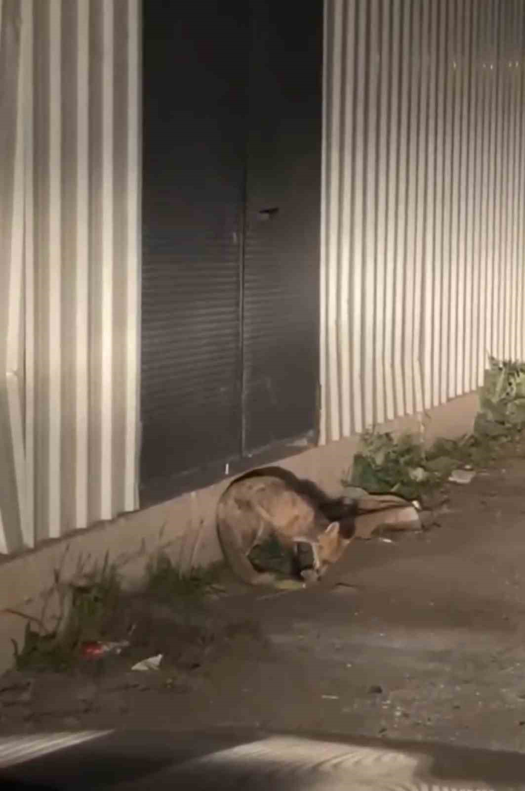 Bursa’da aç kalan tilki ilçe merkezine indi