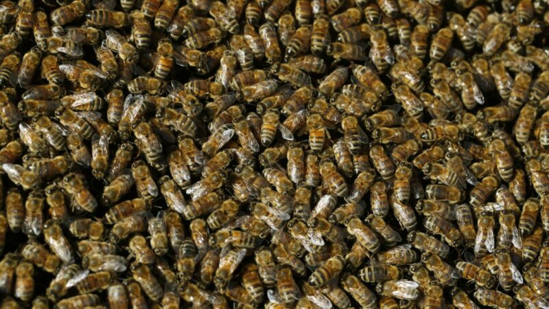 ‘Canavar gördüm’ dedi, odasından 60 binden fazla arı çıktı