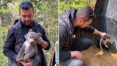 Bursa’da yavru ayı mahallenin maskotu oldu
