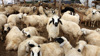 Bursalı Oda Başkanı’ndan ‘Kurban Bayramı’ öncesi uyarı!