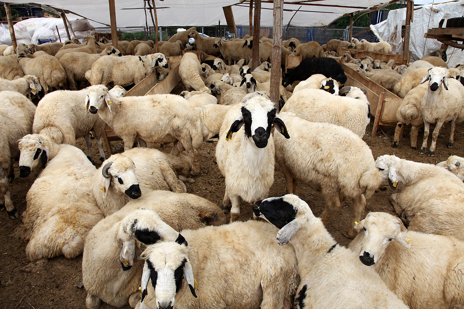 Bursalı Oda Başkanı’ndan ‘Kurban Bayramı’ öncesi uyarı!