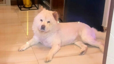 Köpek köpeği kıskandı, ev sahibi hastanelik oldu