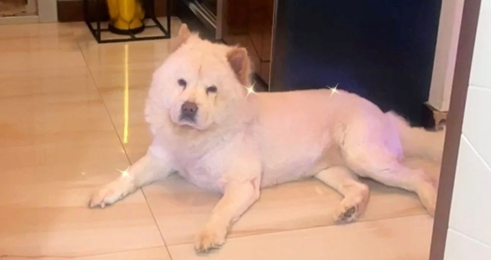 Köpek köpeği kıskandı, ev sahibi hastanelik oldu