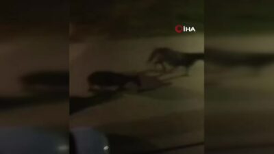 Bursa sokaklarında başıboş atlar cirit attı