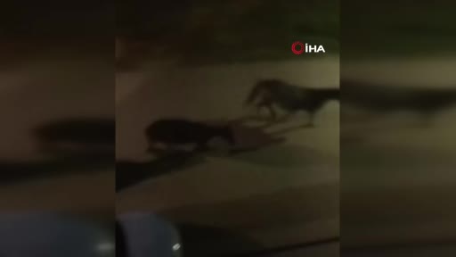 Bursa sokaklarında başıboş atlar cirit attı