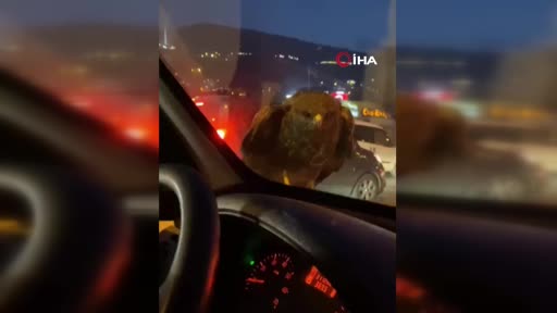 Bursa’da ilginç olay! Seyir halindeyken şahin kondu