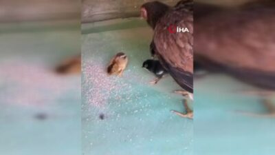 Bursa’daki bu civcivi görenler şaşırıyor