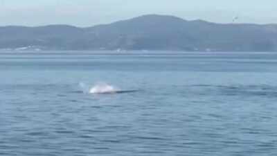 Mudanya’da yunus şov!