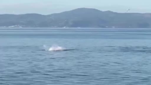 Mudanya’da yunus şov!