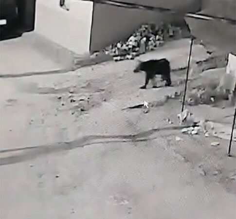 Bursa’da kış uykusundan uyanan ayı köye indi Bursa’nın İznik ilçesinde kış uykusundan uyanan ayı, çevresinde yiyecek bulamayınca