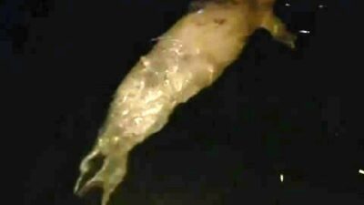 Mudanya’da denizde fok balığı görüldü