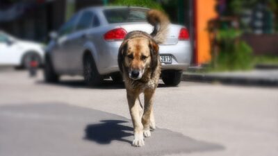 Bursa’da sahipsiz hayvanlar için kritik çağrı