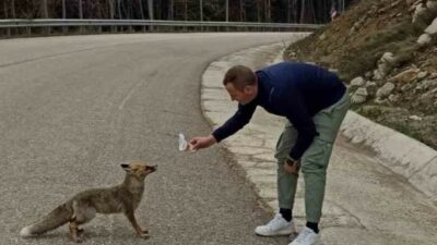 Uludağ’da vatandaş tilkiyi elleriyle besledi